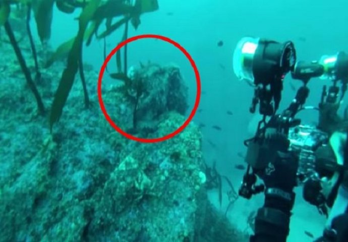 Ronioci su snimali morski život, a onda ih je iznenada napalo veliko jezivo biće (VIDEO)