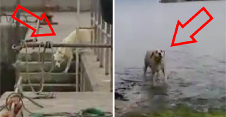 Ovaj pas svako jutro u isto vrijeme sam ide na kupanje, a razlog za to je pomalo nevjerovatan (VIDEO)