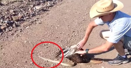 Vidjeli su naizgled mrtvog jastreba, a kada su prišli bliže čekalo ih je šokantno iznenađenje! (VIDEO)
