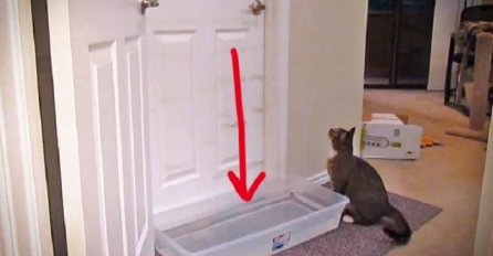 Zašto bi neko stavio kadu vode ispred vrata? Pogledajte šta radi ovaj mačak i biti će vam jasno! (VIDEO)