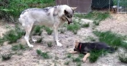 Stavio je štene vučjaka u kavez sa odraslim vukom, ono što je u nastavku snimio gledat ćete u jednom dahu! (VIDEO) 