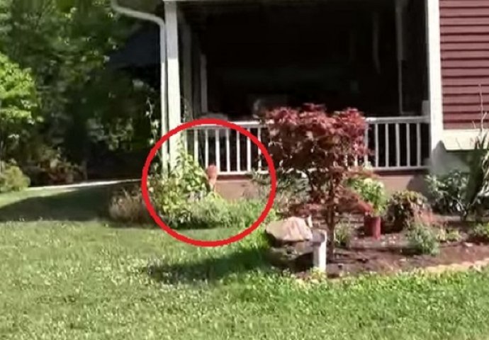 Čuli su glasan vrisak na verandi, nikada nisu očekivali da će pronaći ovo! (VIDEO)