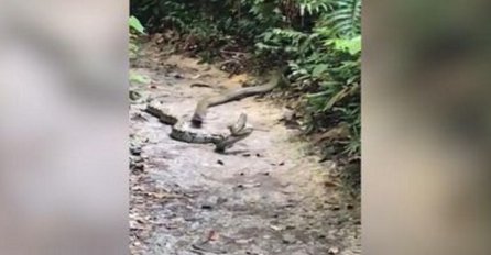 Kraljevska kobra je ugrizla velikog pitona, ono što je uslijedilo pokazuje koliko je smrtonosan zmijski otrov! (VIDEO)