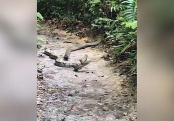 Kraljevska kobra je ugrizla velikog pitona, ono što je uslijedilo pokazuje koliko je smrtonosan zmijski otrov! (VIDEO)