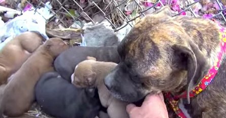 Pronašao je iscrpljenu mamu, pogledajte šta se događa kad je dotaknuo njezine štence (VIDEO)