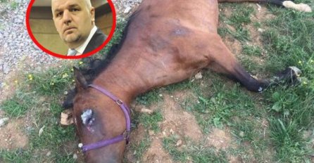 PROVALJENO NA IMANJE GENERALNOG SEKRETARA SDA AMIRA ZUKIĆA: Usmrtili mu konja tupim predmetom, prizori su jezivi! (UZNEMIRUJUĆI FOTO)