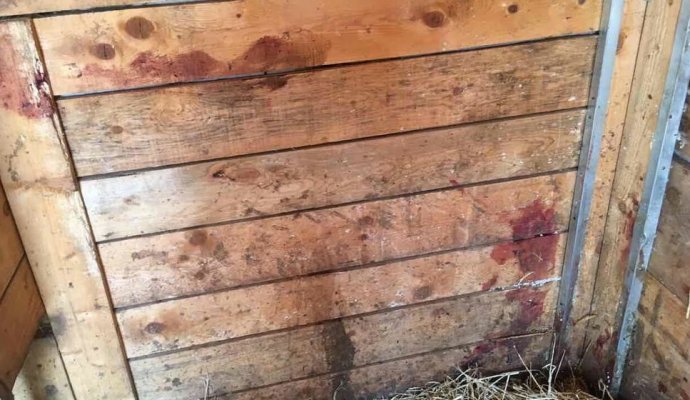 59344313-32b4-40c1-bcb4-4ef20a0a0a64-konj-2