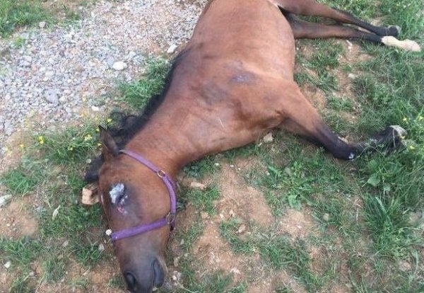 59344318-d4e8-4b60-983d-49890a0a0a64-konj-1