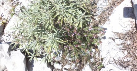 Ovo je razlog zašto je KADULJA kraljica ljekovitog bilja