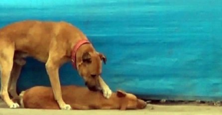 Njegovog najboljeg prijatelja je udarilo auto, a reakcija psa će vam slomiti srce! (VIDEO)