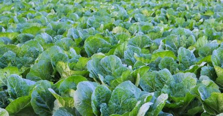 Jača ženske kosti i srce, čuva jajnike od raka: Ne postoji ništa zdravije od OVE NAMIRNICE!