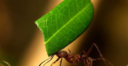 MAGIČNA PRIRODA: Ovo sigurno niste znali do sada