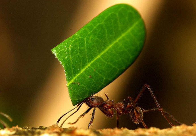 MAGIČNA PRIRODA: Ovo sigurno niste znali do sada