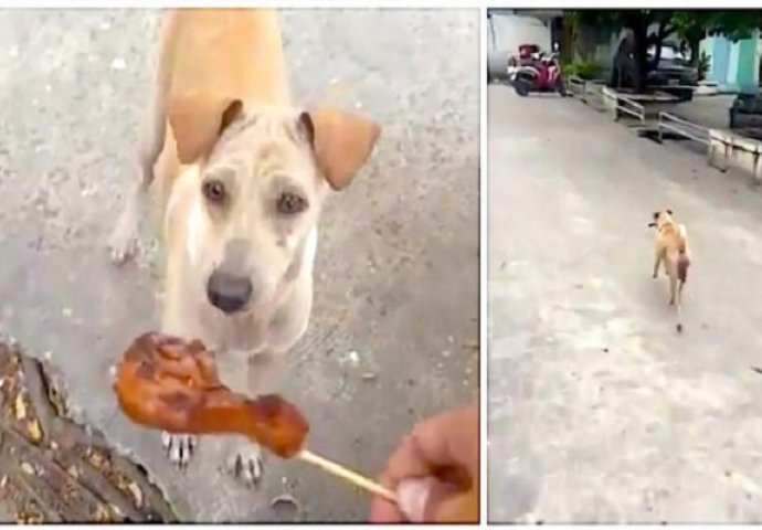 Gladni ulični pas je nosio hranu u ustima, a kada su ga pratili otkrili su srceparajuću istinu! (VIDEO)