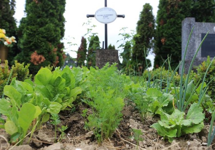 BIZARNI VRT   Sin zbunjen: Neko uzgaja povrće na grobu njegove majke (FOTO + VIDEO)