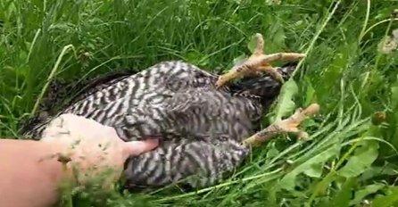 Pronašao je kokošku kako leži u travi, pogledajte šta se dogodilo kada ju je dodirnuo (VIDEO)