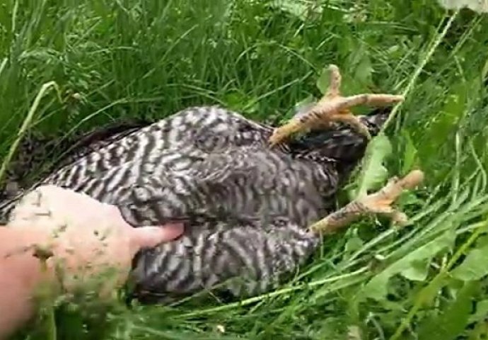 Pronašao je kokošku kako leži u travi, pogledajte šta se dogodilo kada ju je dodirnuo (VIDEO)