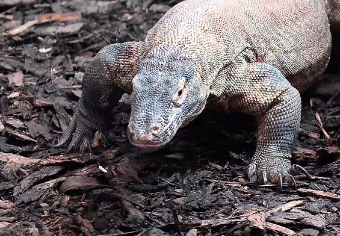 Snimali su komodo zmaja u zoološkom vrtu, ono što je uslijedilo na 0:55 pamtit će zauvijek! (VIDEO) 