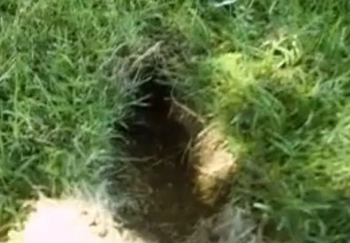 Čovjek je odlučio provjeriti rupu u svome dvorištu, ono što je pronašao je bilo neprocjenivo! (VIDEO)