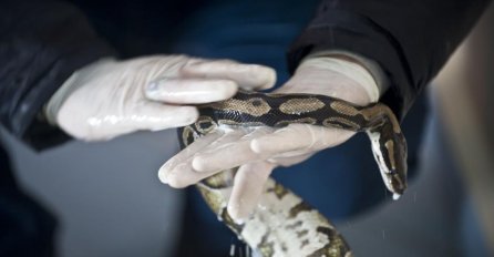 APEL GRAĐANIMA DRVARA: Čuvajte se zmija, nema seruma