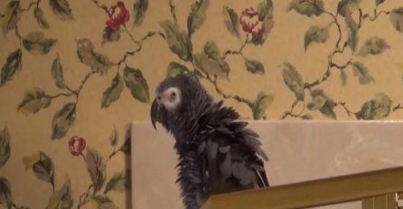 Ovog papagaja zovu Einstein: Kada čujete kako razgovara s vlasnicom, shvatit ćete i zašto (VIDEO)