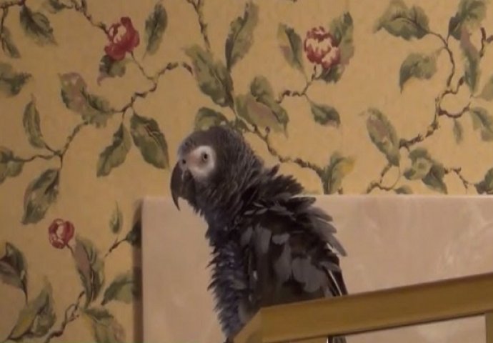 Ovog papagaja zovu Einstein: Kada čujete kako razgovara s vlasnicom, shvatit ćete i zašto (VIDEO)