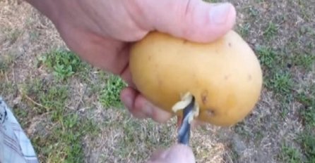 Gajite ruže iz krompira: Stari baštovani su godinama čuvali ovaj trik! (VIDEO)