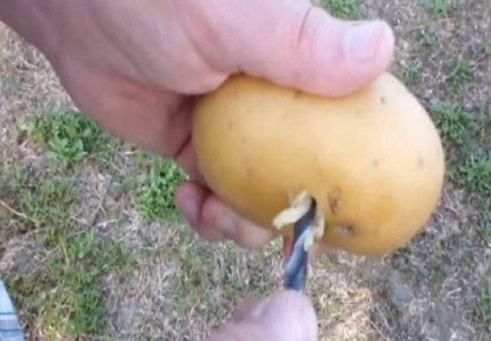 Gajite ruže iz krompira: Stari baštovani su godinama čuvali ovaj trik! (VIDEO)