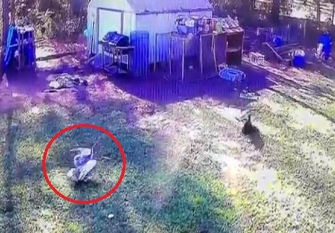 Jastreb se obrušio na kokoš u želji da je odnese, ali čekajte da vidite šta je uradila patka koja se nalazila u dvorištu! (VIDEO)