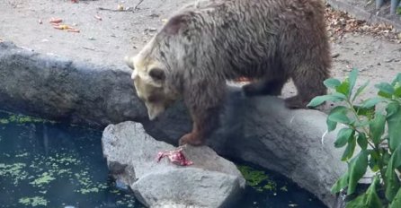  Pogledajte šta je medvjed napravio vrani koja se utapala u vodi! (VIDEO)