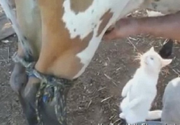 Farmer muzao kravu, a ono što je uradila njegova mačka nasmijat će vas do suza (VIDEO)