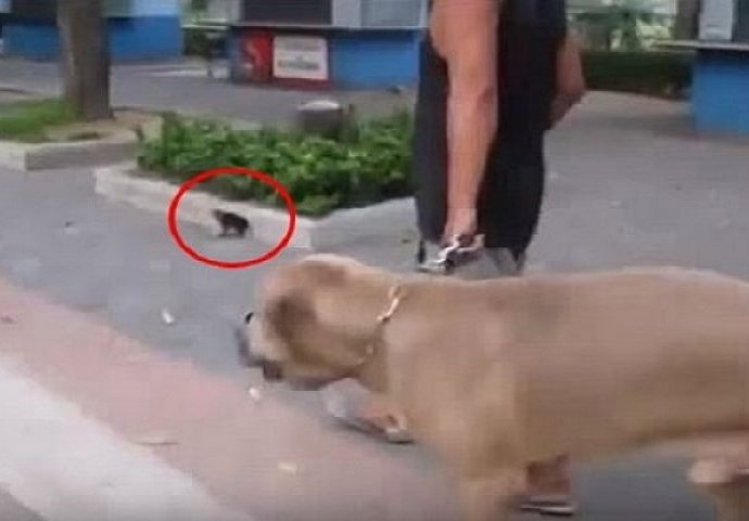 Ovaj pas je htio da ubije malo mače, no dobro se pripremite za ono što će uslijediti! (VIDEO)