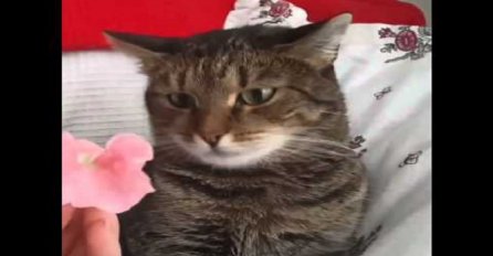 Ruskinja svojoj mački stavila cvijet na glavu, a njena reakcija nasmijala je milione širom svijeta (VIDEO)