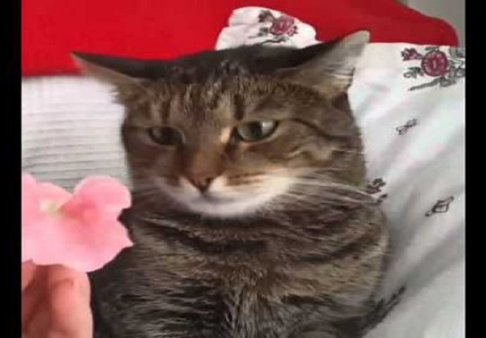 Ruskinja svojoj mački stavila cvijet na glavu, a njena reakcija nasmijala je milione širom svijeta (VIDEO)