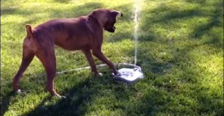 Ovaj bokser jednostavno obožava svoju novu vodenu fontanu! (VIDEO)