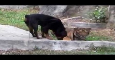 Šta li će sačekati rotvajlera koji je pokušao opasnom tigru da otme obrok? (VIDEO)