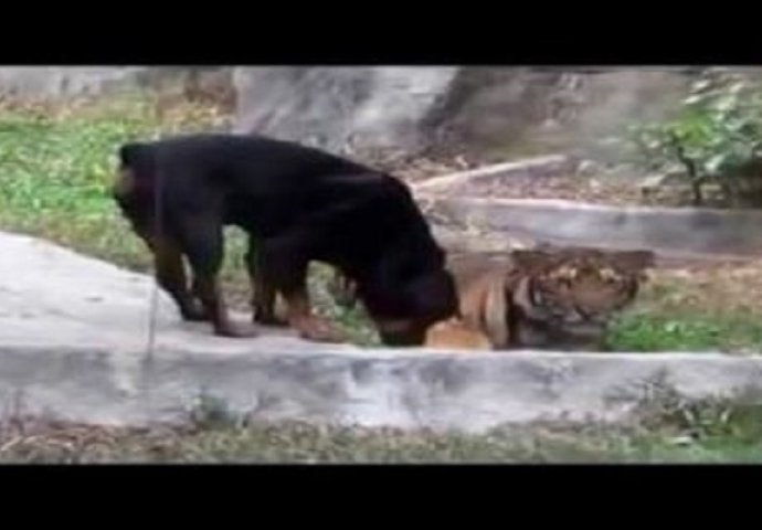 Šta li će sačekati rotvajlera koji je pokušao opasnom tigru da otme obrok? (VIDEO)