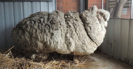 Ovu ovcu nisu šišali 6 godina i na sebi je imala 40 kila vune zbog koje nije mogla hodati, pogledajte kako sada izgleda (VIDEO)