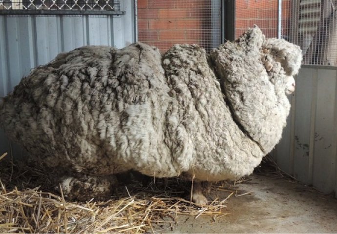 Ovu ovcu nisu šišali 6 godina i na sebi je imala 40 kila vune zbog koje nije mogla hodati, pogledajte kako sada izgleda (VIDEO)