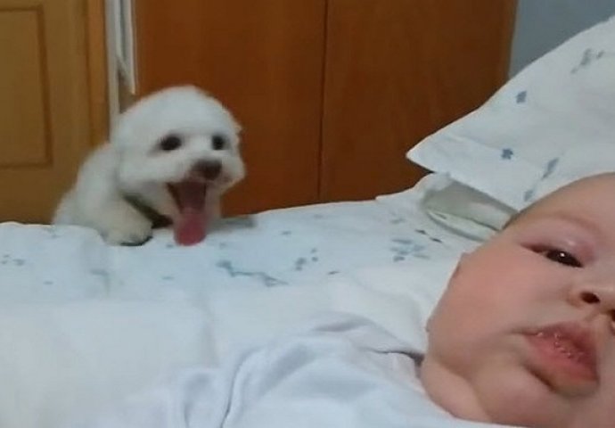 Ne propustite ovo: Pas želi vidjeti malu bebu i to pokušava svim sredstvima (VIDEO)