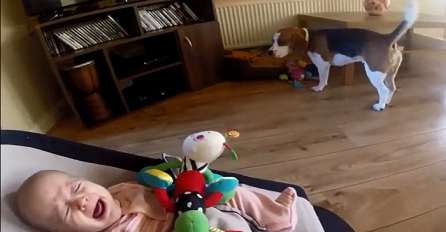 Pas je rasplakao bebicu, a onda se izvinuo na nevjerovatan način (VIDEO)