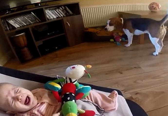 Pas je rasplakao bebicu, a onda se izvinuo na nevjerovatan način (VIDEO)
