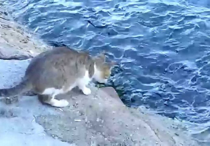 Mačka je prišla vodi, a ono što je uradila u nastavku će vas ostaviti bez teksta (VIDEO)