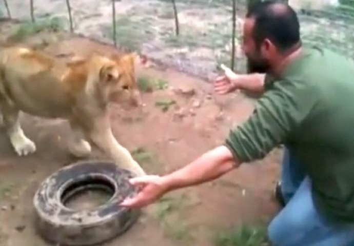 Prišao je lavu i raširio ruke, pogledajte šta mu se dogodilo u nastavku (VIDEO)
