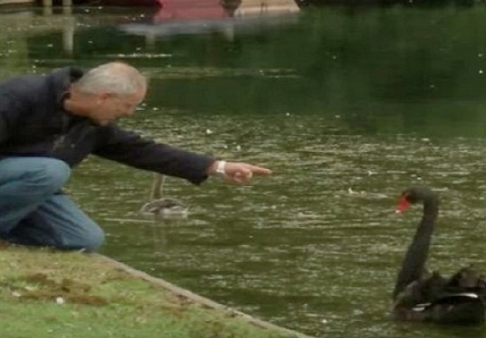 Prišao je crnom labudu i uperio u njega prst, no čekajte da vidite razlog! (VIDEO)