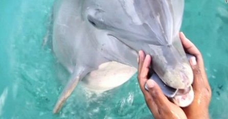 Kada joj je Iphone pao u vodu definitivno nije očekivala da će joj delfin pomoći(VIDEO)