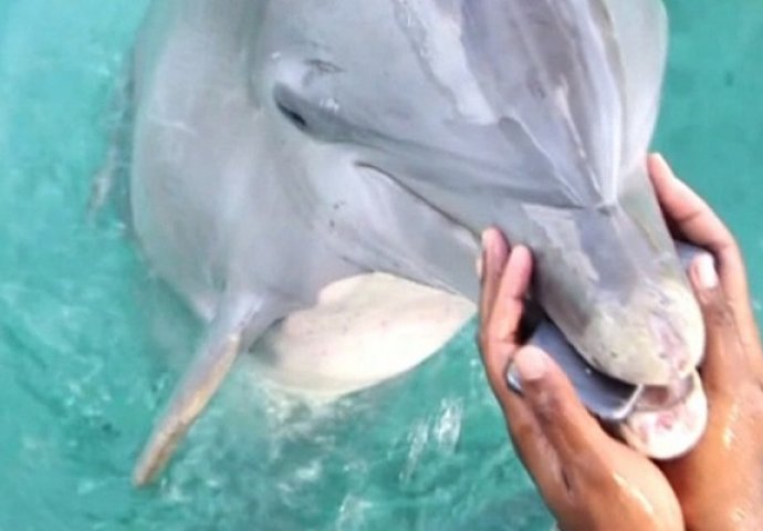 Kada joj je Iphone pao u vodu definitivno nije očekivala da će joj delfin pomoći(VIDEO)