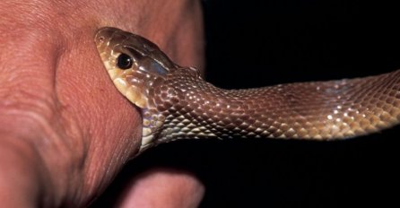 Nesretnog muža je ujela zmija dok je spavao, a on ugrizao ženu kako bi umrli zajedno!
