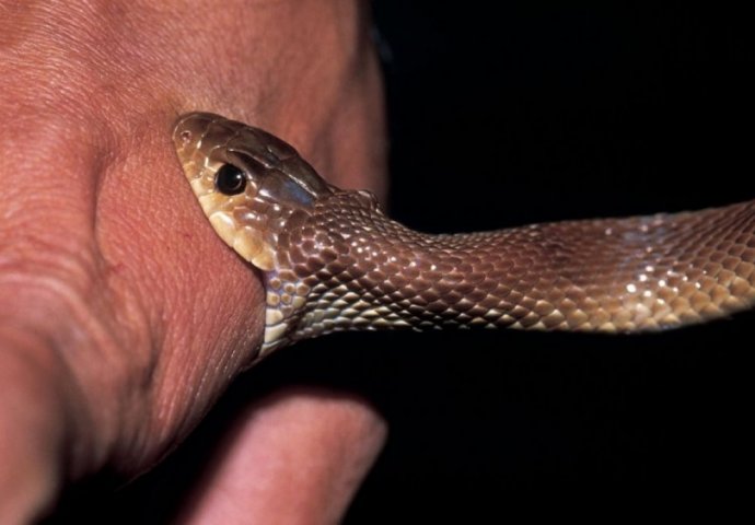 Nesretnog muža je ujela zmija dok je spavao, a on ugrizao ženu kako bi umrli zajedno!