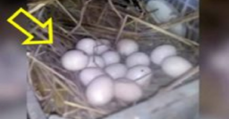 Totalno ludilo: Ljudi plaćaju $2000 da bi kupili par kokoški koje se izlijegu iz ovih jaja (VIDEO)